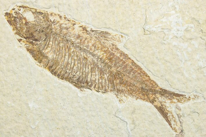 Detailed Fossil Fish (Knightia) - Wyoming #346026